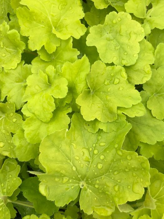 Shop Coral Bells Online Heuchera Shop Stadler Nurseries