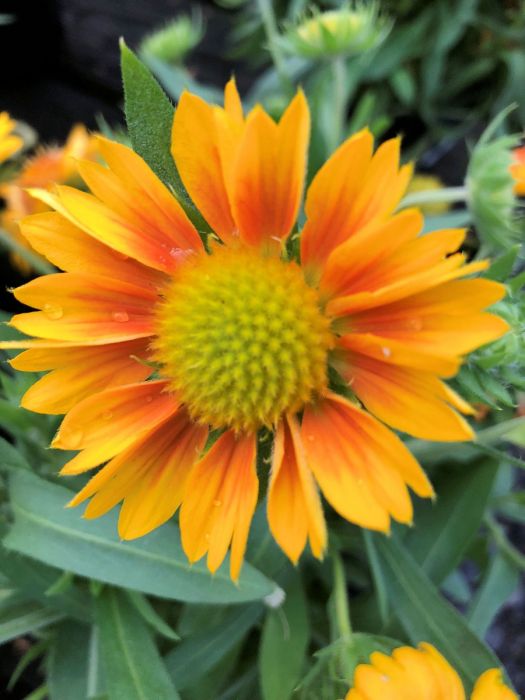 Buy Blanket Flower Plants Online Gaillardia Shop Stadler Nurseries
