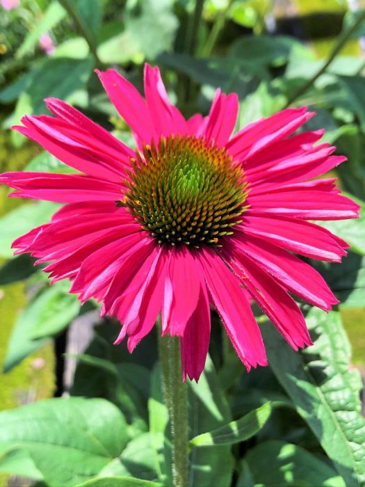 Buy Coneflower Plants Online Echinacea Shop Stadler Nurseries